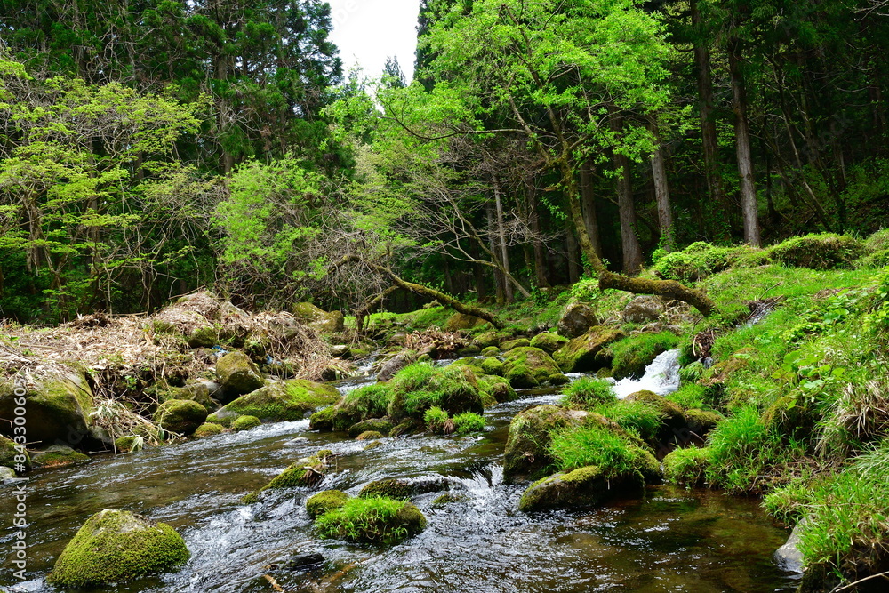 Obraz premium 元滝伏流水への道（秋田県）