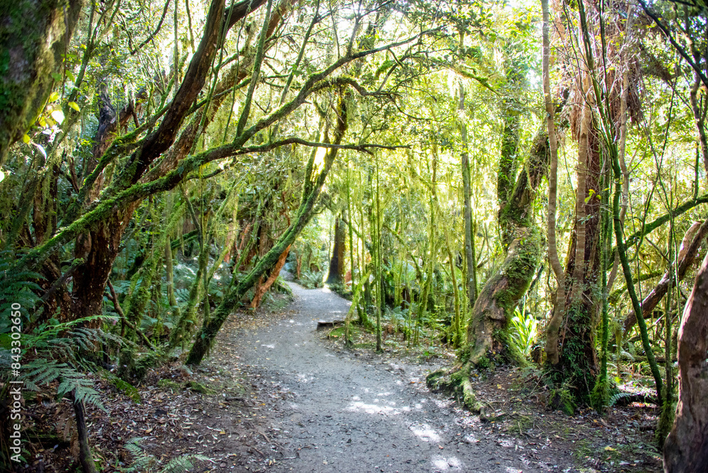 Fototapeta premium Catlins Forest Park - New Zealand