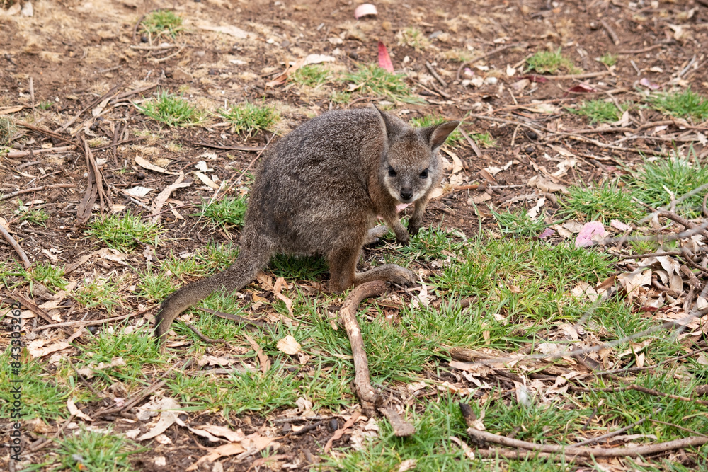 Obraz premium The tammar wallaby has dark greyish upperparts with a paler underside and rufous-coloured sides and limbs. The tammar wallaby has white stripes on its face
