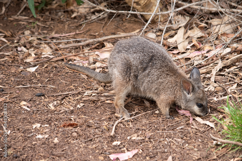 The tammar wallaby has dark greyish upperparts with a paler underside and rufous-coloured sides and limbs. The tammar wallaby has white stripes on its face