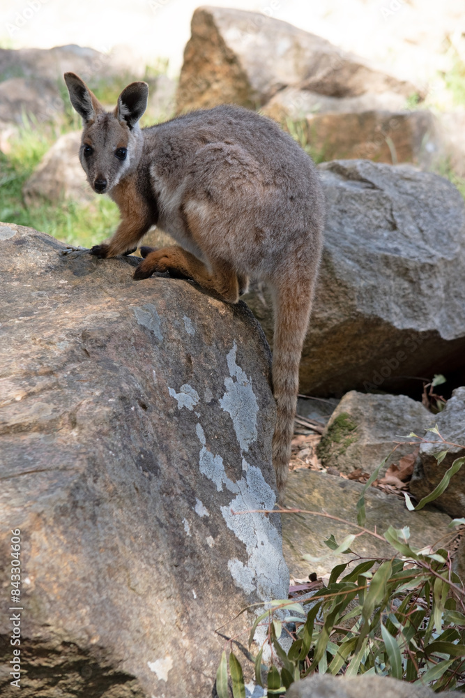 Naklejka premium The Yellow-footed Rock-wallaby is brightly coloured with a white cheek stripe and orange ears. It is fawn-grey above with a white side-stripe, and a brown and white hip-stripe.