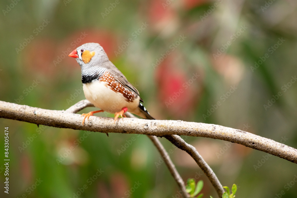 the male zebra finch has a grey body with a white under belly with a black and white tail. It has orange cheeks and black stripe on its face the male zebra finch has a grey body with a white under belly with a black and white tail. It has orange cheeks and black stripe on its face