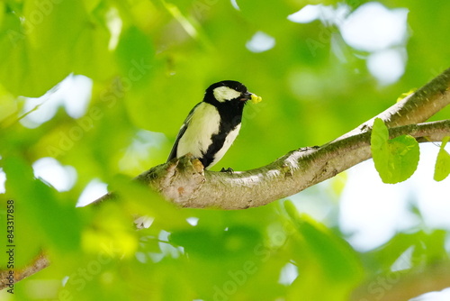 Tablou pe pânză japanese tit