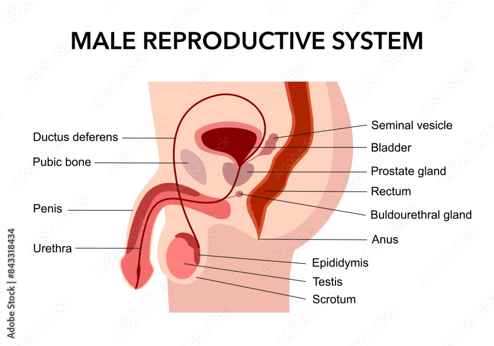 Obraz premium Male reproductive system diagram in flat design on white background.