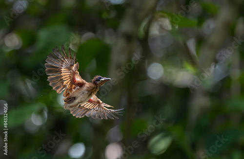 Baby bird, Asian flycatcher  Paradise-Flycatcher It is a beautiful bird in nature in Thailand.