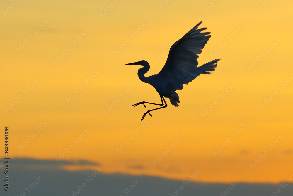 Fototapeta premium Silhouette of Egret flying in the sky during sunset.