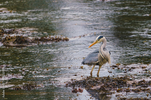 great blue heron