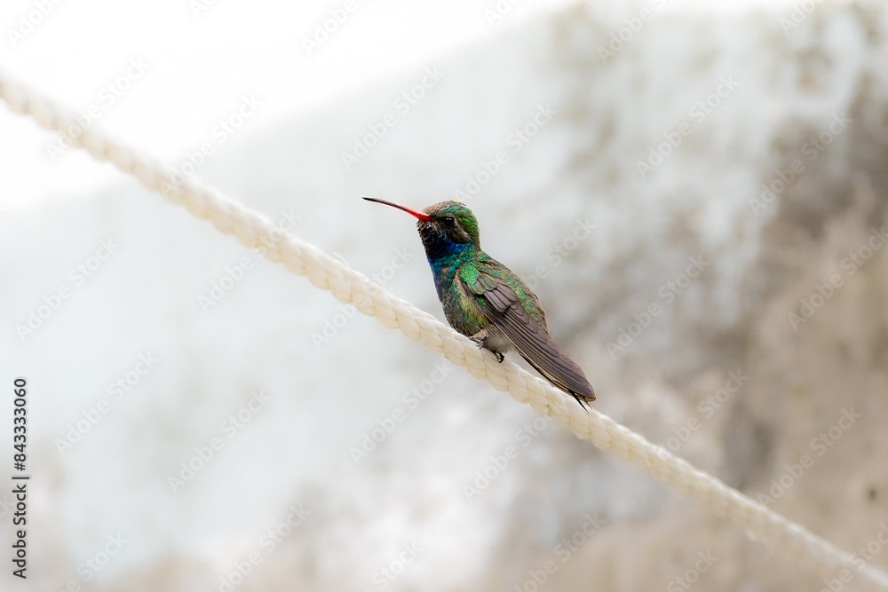 Fototapeta premium Broad-billed Hummingbird (Cynanthus latirostris) angry at me in the clothes line