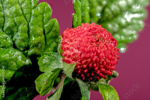 Blooming red Duchesnea indica on a pink background photo