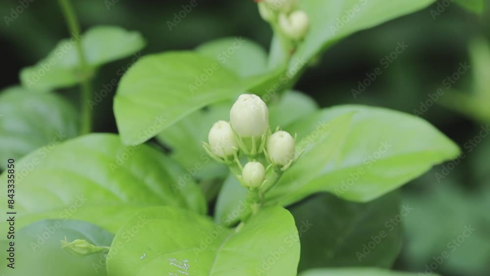 jasmine flowers on the tree in nature bokeh background. jasmine flowers on the tree in nature bokeh background.
