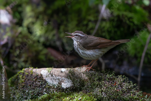 Louisiana Waterthrush photo