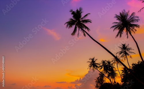 Banner Summer with colorful theme as palm trees background as texture frame background