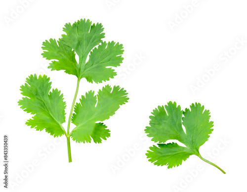 Top view set of fresh green coriander or Chinese parsley leaves isolated with clipping path in png file format