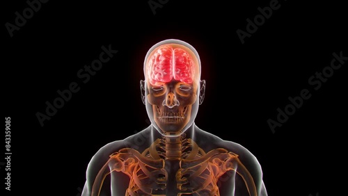 human cerebrum and cerebellum photo