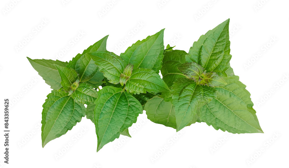 leaf of mint, a basil plant on a white background, green leaves of a plant on a transparent background, green basil plant on transparent background, leaf of mint, a basil plant on a white background, green leaves of a plant on a transparent background, green basil plant on transparent background,