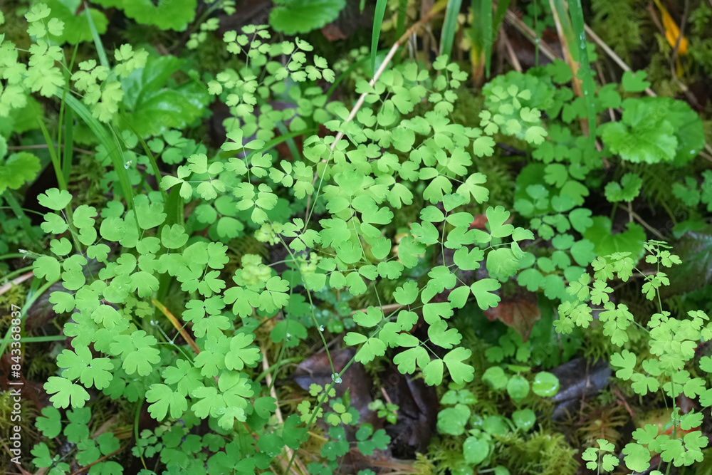 Closeup on the fragile foliage of the western meadow-rue wildflower, Thalictrum occidentale at Coquille, Oregon Closeup on the fragile foliage of the western meadow-rue wildflower, Thalictrum occidentale at Coquille, Oregon