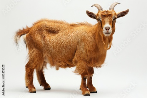 full body of a goat on white background photo