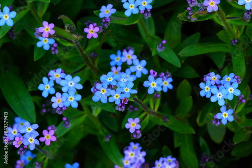 The blue flowers forget-me-not plant.