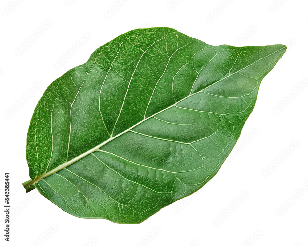Obraz premium Green Leaf Isolated on Transparent Background