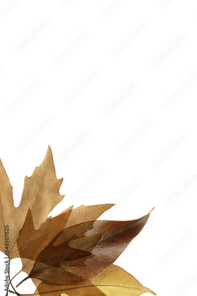 autumn leaves isolated on white autumn leaves isolated on white