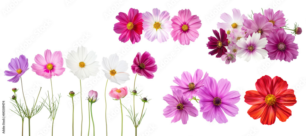 Set of Cosmos flowers that blooming in spring season with various of bright color isolated on background, beautiful natural floral. Set of Cosmos flowers that blooming in spring season with various of bright color isolated on background, beautiful natural floral.