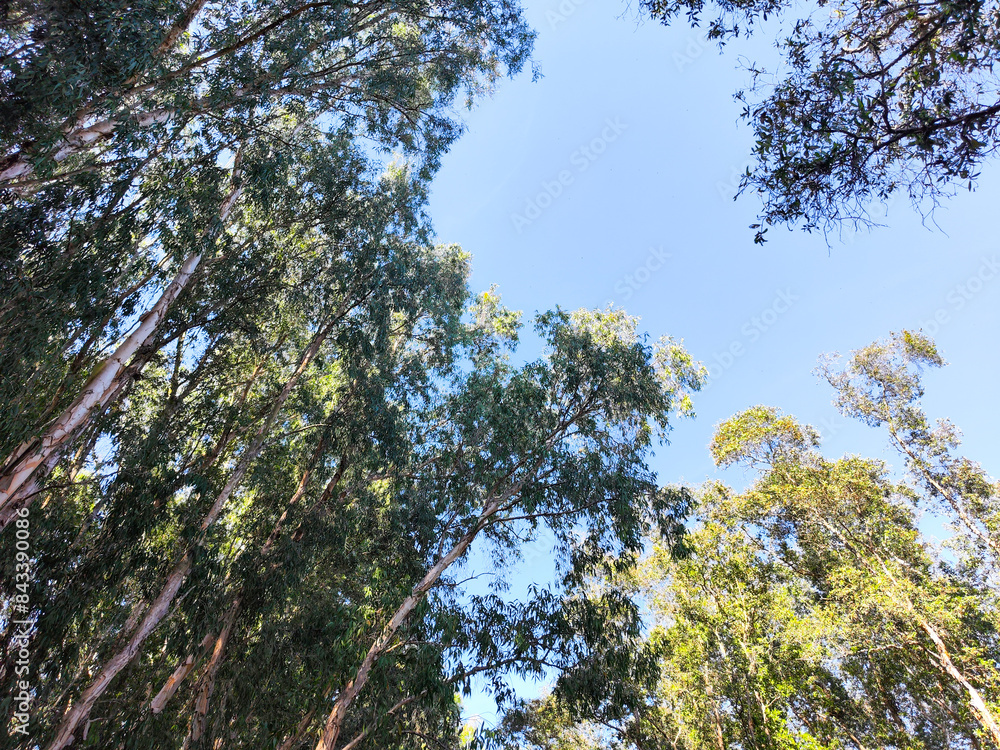Fototapeta premium Acacia trees in Tra su forest