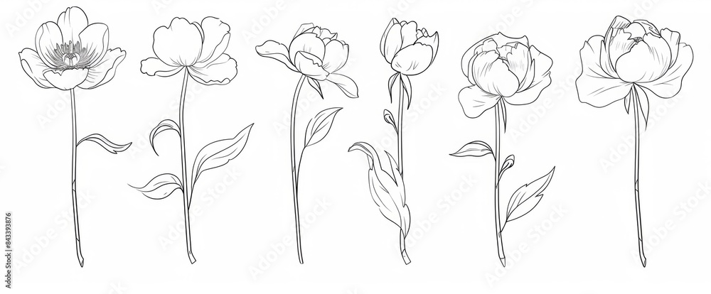 Abstract one line drawing of blooming peonies flowers vector illustration set. Minimalist hand drawn continuous linear art Abstract one line drawing of blooming peonies flowers vector illustration set. Minimalist hand drawn continuous linear art
