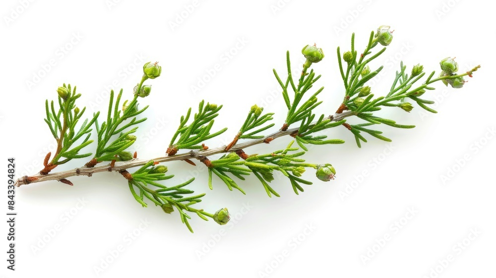 Isolated Thuja branch with buds on a white background Isolated Thuja branch with buds on a white background