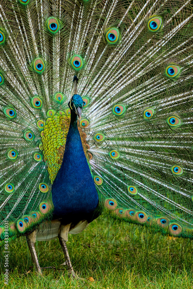 Obraz premium A male peacock displays its stunning tail feathers in a colorful courtship ritual, epitomizing avian beauty and natural behavior in this captivating photograph.