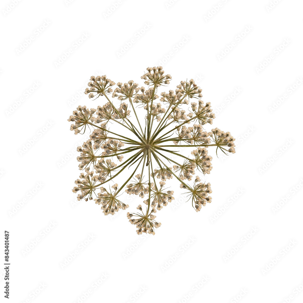 Pressed dried wildflower of umbrella plant isolated on white. Perfect for creating botanical cards, wedding invitations, oshibana, frames, floral arrangements. Flat design, top view. Pressed dried wildflower of umbrella plant isolated on white. Perfect for creating botanical cards, wedding invitations, oshibana, frames, floral arrangements. Flat design, top view.