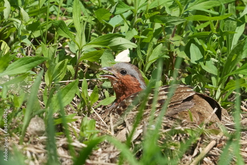 chinese partridge in a forest