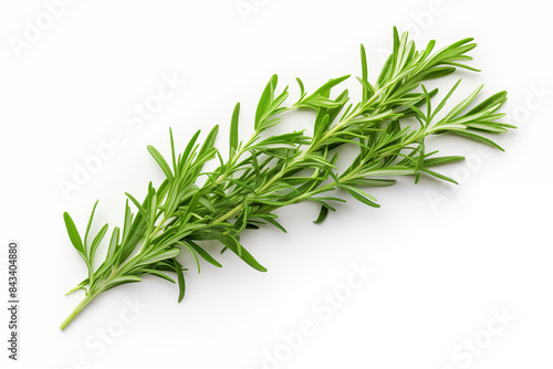 fresh green Tarragon herb on white background