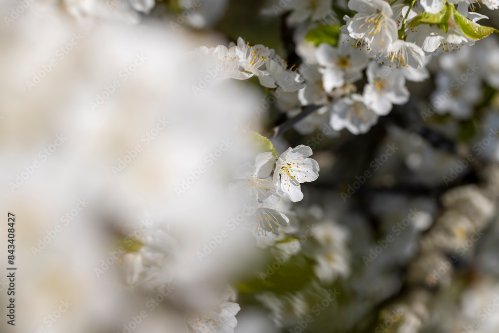 large inflorescences of white cherry blossoms in spring large inflorescences of white cherry blossoms in spring