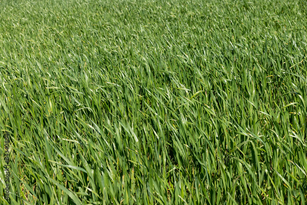 monoculture field with wheat closeup in sunny weather monoculture field with wheat closeup in sunny weather