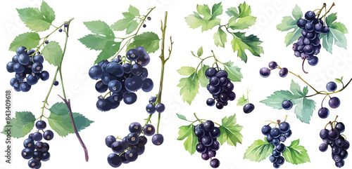black currant clipart vector for graphic resources	