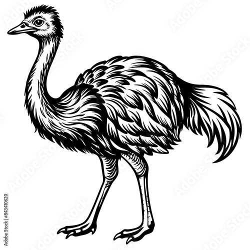 ostrich vector design 