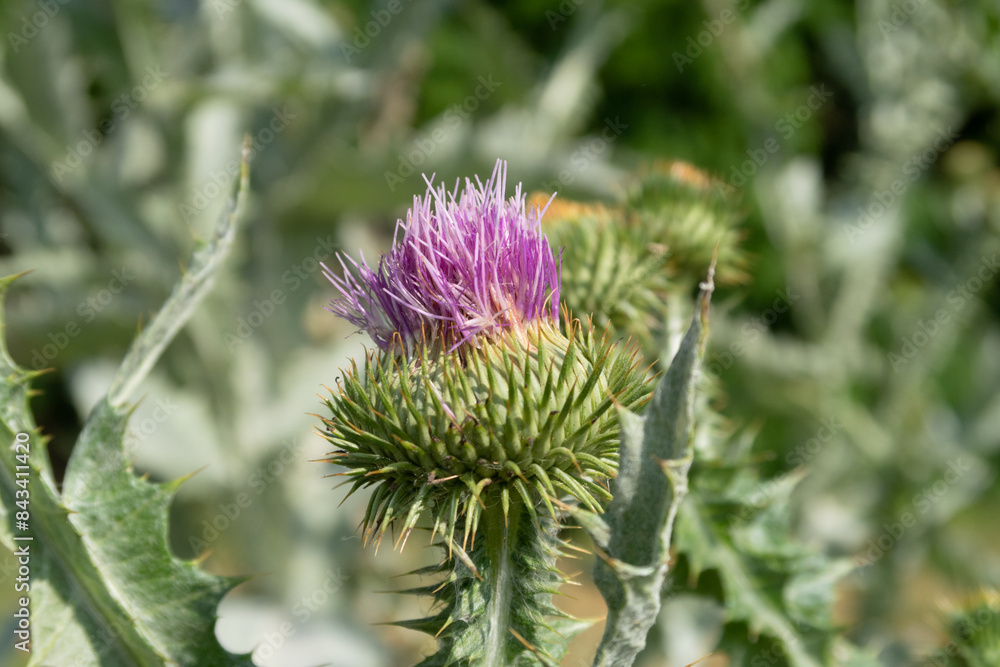 Onopordum acanthium Scotch Thistle