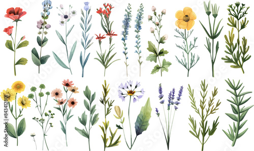 Beautiful romantic flower collection with leaves. Watercolor summer wild field flowers. Idea for wedding, fabrics, card, poster, invitation, decoration, paper design.