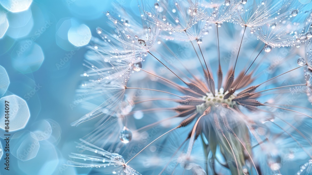 Obraz premium Dandelion Seeds in droplets of water on blue and turquoise beautiful background with soft focus in nature macro. Drops of dew sparkle on dandelion in rays of light.