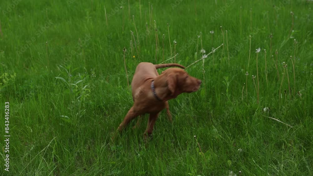 A Hungarian Vizsla puppy walking and frolicing in green grass in the summer and looking to the side, playing A Hungarian Vizsla puppy walking and frolicing in green grass in the summer and looking to the side, playing