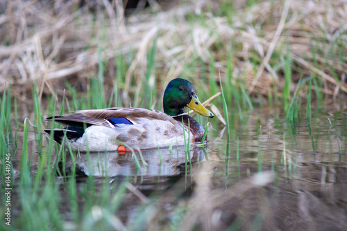 a green head mallard in a wetland scene