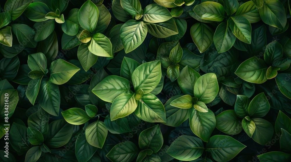 Nature background, closeup nature view of abstract green texture, tropical leaf. abstract green texture Nature background, closeup nature view of abstract green texture, tropical leaf. abstract green texture