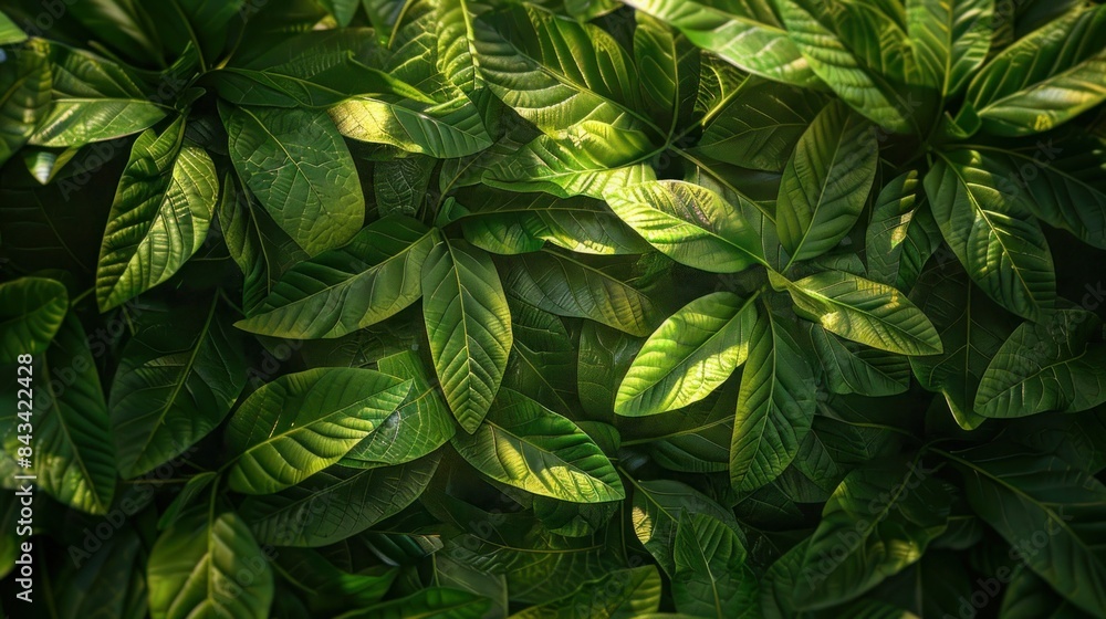 Nature Leaf Texture. Nature background, closeup nature view of abstract green texture, tropical leaf. abstract green texture Nature Leaf Texture. Nature background, closeup nature view of abstract green texture, tropical leaf. abstract green texture