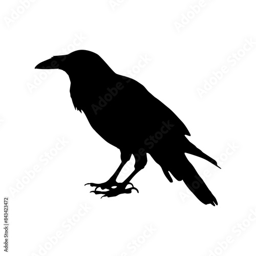 Crow raven bird vector silhouette