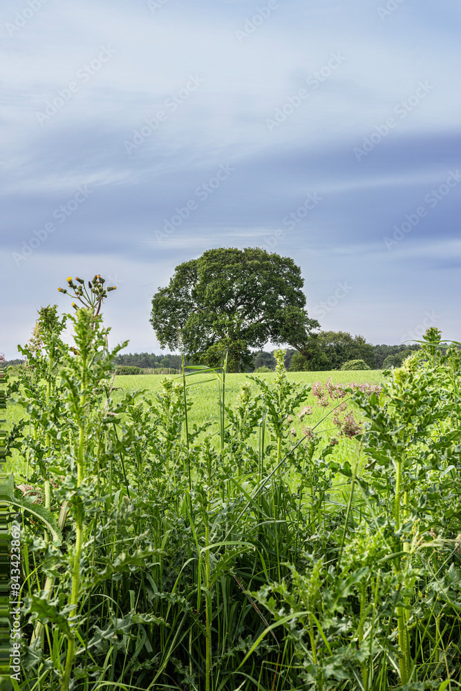 Obraz premium green field and tree