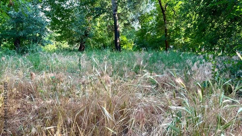 Forest with spring dry grass, Ustyug field spikelets, weed, summer.  photo
