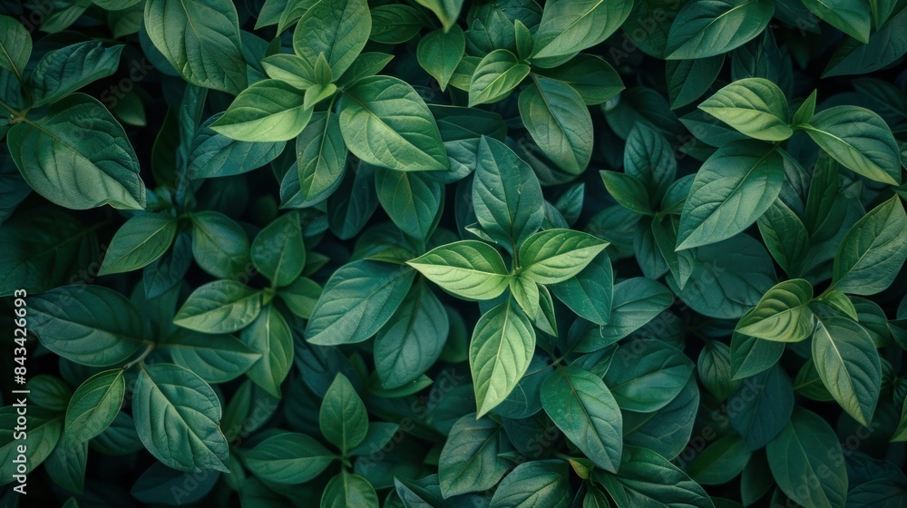 Nature background, closeup nature view of abstract green texture, tropical leaf. abstract green texture Nature background, closeup nature view of abstract green texture, tropical leaf. abstract green texture