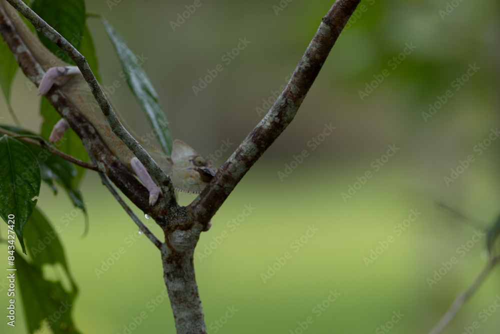 photograph of chameleon hanging in the branch photograph of chameleon hanging in the branch