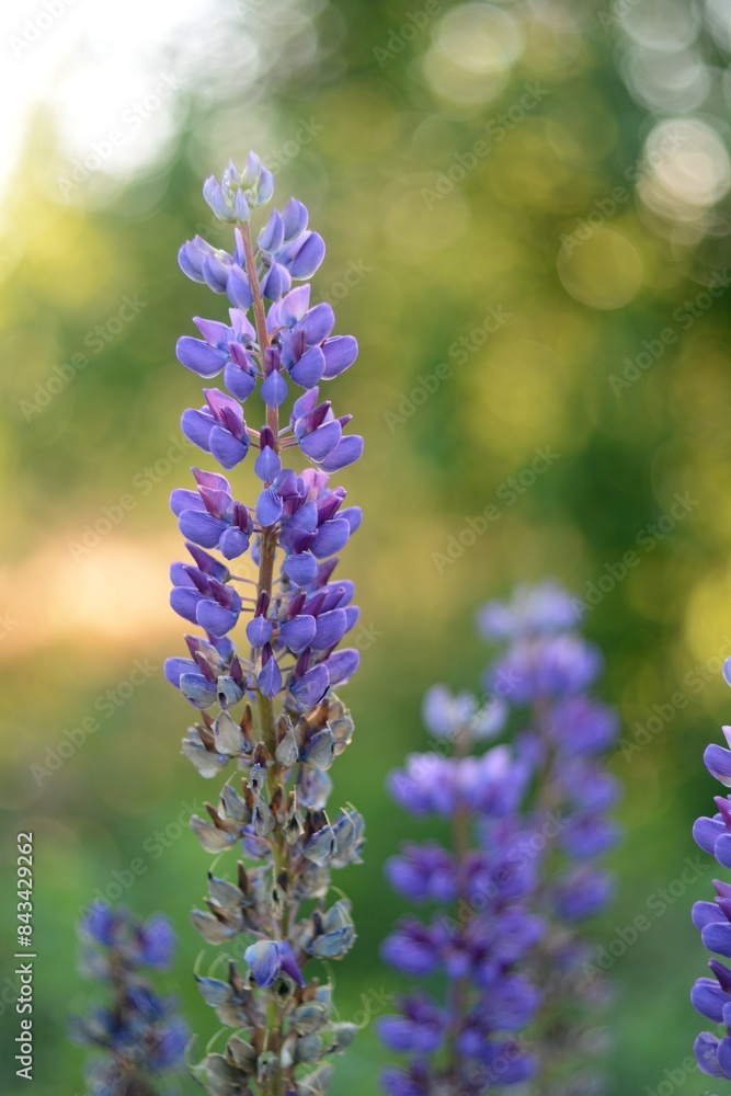 Fototapeta premium Blooming wildflowers, walking in the fields.