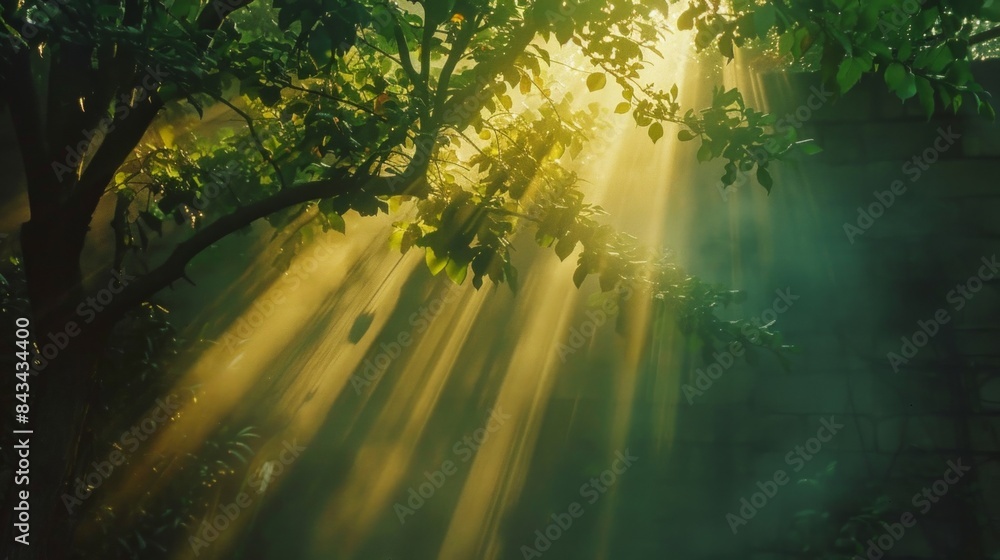 Fototapeta premium Tall tree in the forest in warm sunlight